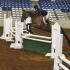Tennessee Quarter Horse Association Hosts Circuit Show